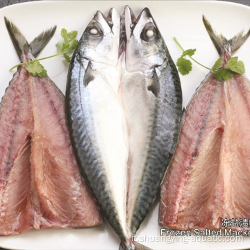 Flap di pesce mackerel cinese IQF Frozen